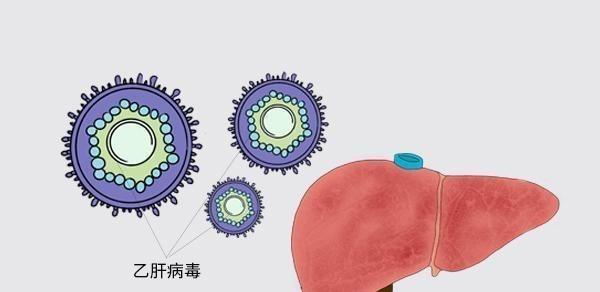 服用乙肝抗病毒藥要注意什么？飯前吃還是飯后吃？